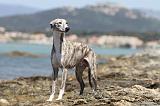 WHIPPET 067